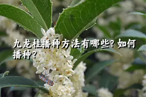 九龙桂播种方法有哪些？如何播种？