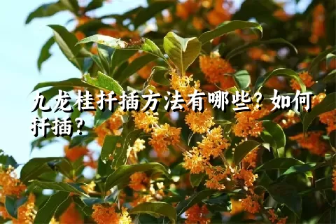 九龙桂扦插方法有哪些？如何扦插？
