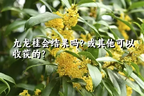 九龙桂会结果吗？或其他可以收获的？