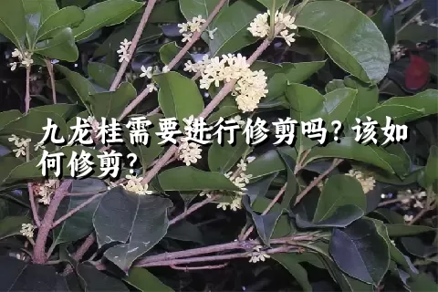 九龙桂需要进行修剪吗？该如何修剪？