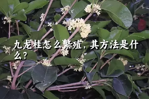 九龙桂怎么繁殖，其方法是什么？