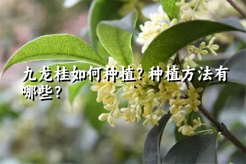九龙桂如何种植？种植方法有哪些？