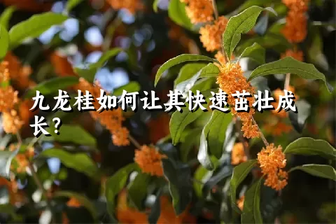 九龙桂如何让其快速茁壮成长？