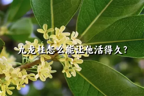 九龙桂怎么能让他活得久？