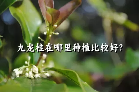 九龙桂在哪里种植比较好？