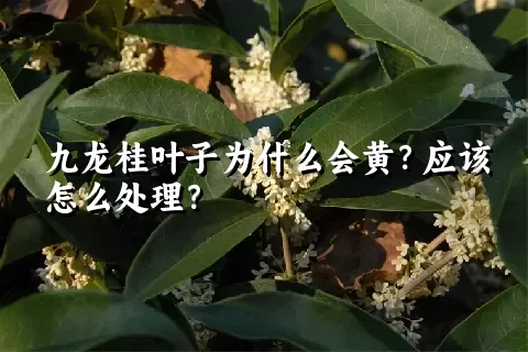 九龙桂叶子为什么会黄？应该怎么处理？