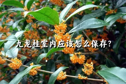 九龙桂室内应该怎么保存？