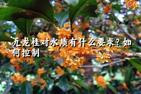 九龙桂对水质有什么要求？如何控制