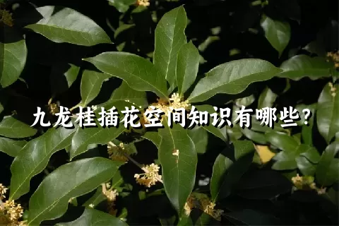 九龙桂插花空间知识有哪些？