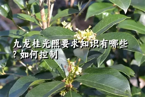 九龙桂光照要求知识有哪些？如何控制