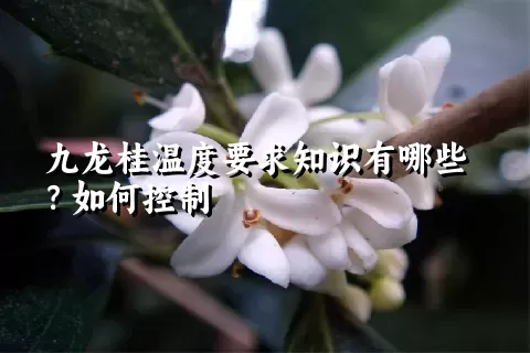 九龙桂温度要求知识有哪些？如何控制