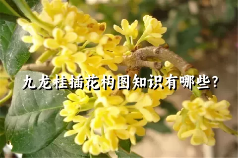 九龙桂插花构图知识有哪些？