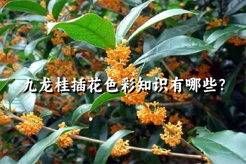 九龙桂插花色彩知识有哪些？