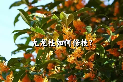 九龙桂如何修枝？