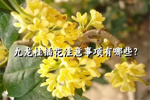 九龙桂插花注意事项有哪些？