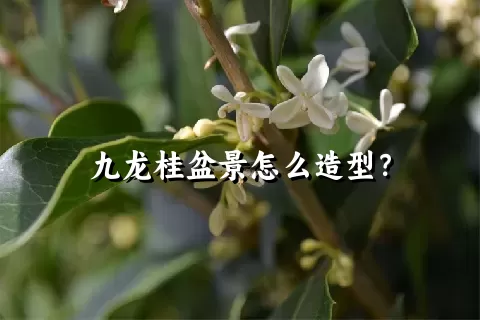 九龙桂盆景怎么造型？