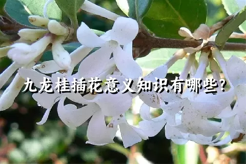 九龙桂插花意义知识有哪些？