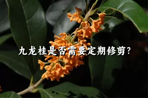 九龙桂是否需要定期修剪？