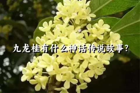 九龙桂有什么神话传说故事？