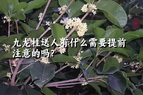 九龙桂送人有什么需要提前注意的吗？