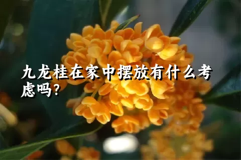 九龙桂在家中摆放有什么考虑吗？