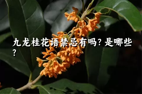 九龙桂花语禁忌有吗？是哪些？