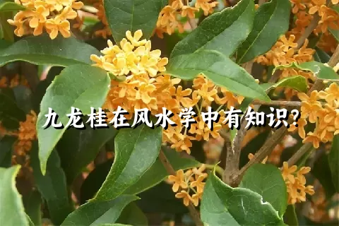 九龙桂在风水学中有知识？