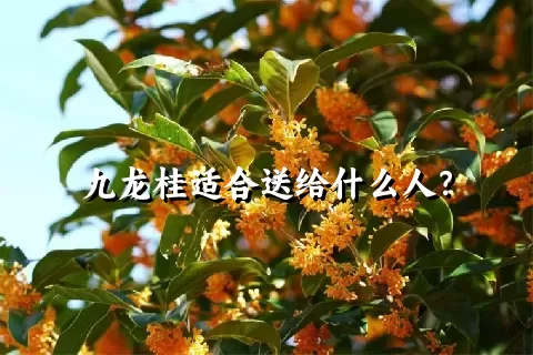 九龙桂适合送给什么人？