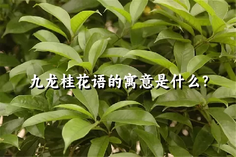 九龙桂花语的寓意是什么？