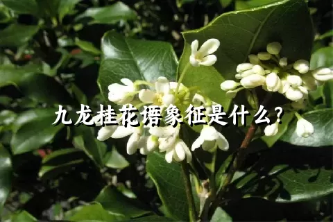 九龙桂花语象征是什么？