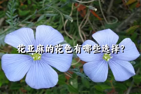 花亚麻的花色有哪些选择？