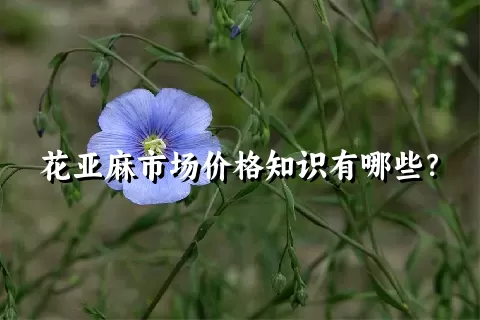 花亚麻市场价格知识有哪些？