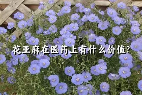 花亚麻在医药上有什么价值？