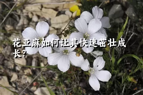 花亚麻如何让其快速茁壮成长？