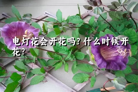 电灯花会开花吗？什么时候开花？