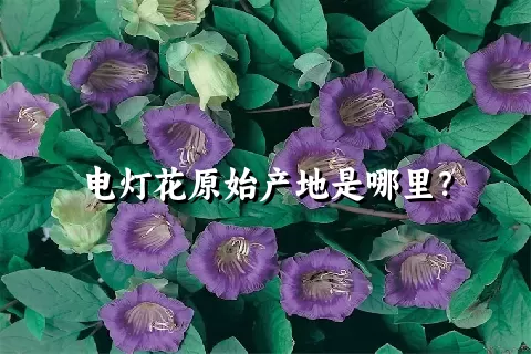 电灯花原始产地是哪里？
