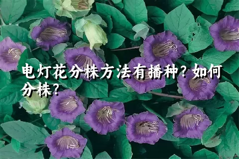 电灯花分株方法有播种？如何分株？