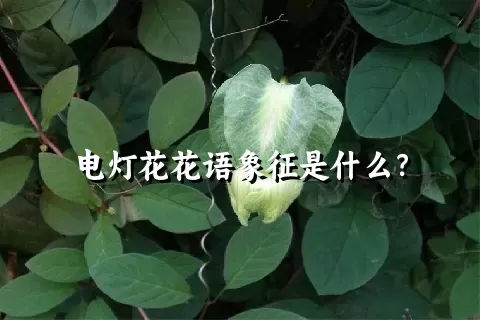 电灯花花语象征是什么？
