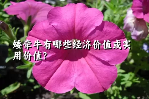 矮牵牛有哪些经济价值或实用价值？