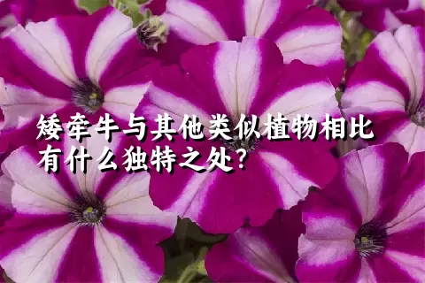 矮牵牛与其他类似植物相比有什么独特之处？