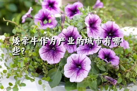 矮牵牛作为产业的城市有哪些？
