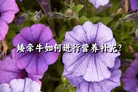 矮牵牛如何进行营养补充？
