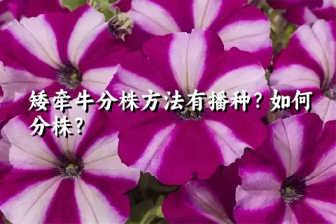 矮牵牛分株方法有播种？如何分株？