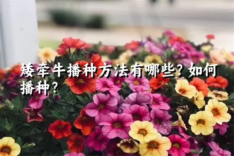 矮牵牛播种方法有哪些？如何播种？