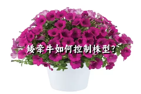 矮牵牛如何控制株型？