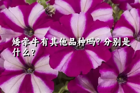 矮牵牛有其他品种吗？分别是什么？