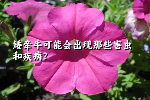 矮牵牛可能会出现那些害虫和疾病？