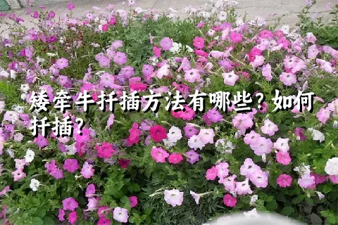 矮牵牛扦插方法有哪些？如何扦插？