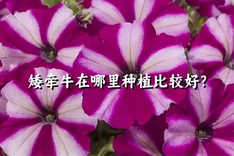 矮牵牛在哪里种植比较好？