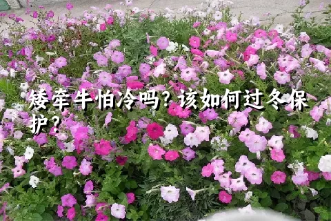 矮牵牛怕冷吗？该如何过冬保护？